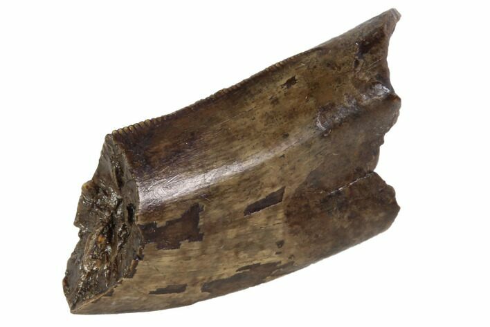 Partial Tyrannosaur (Nanotyrannus) Tooth - Montana #87919